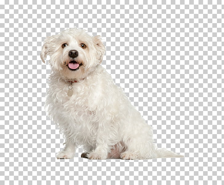 Maltese dog Poodle Pug Shih Tzu Bichon Frise, Creative pet.
