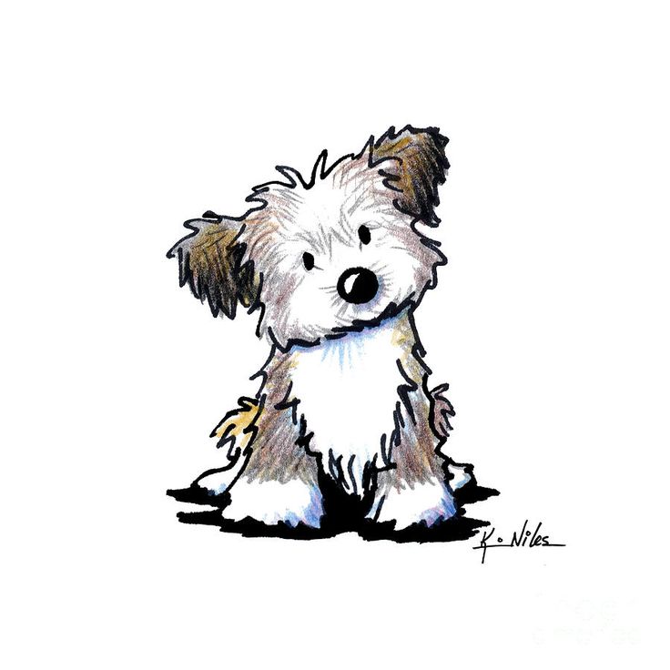 Quizzical Havanese Drawing.