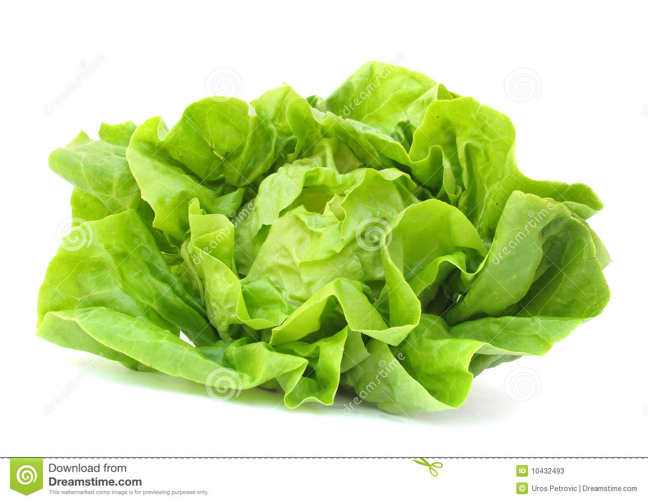 Clip Art Leaf Lettuce Clipart.