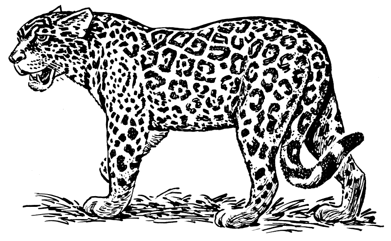 Big cat clipart.