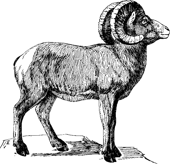 Horn Sheep Clipart.