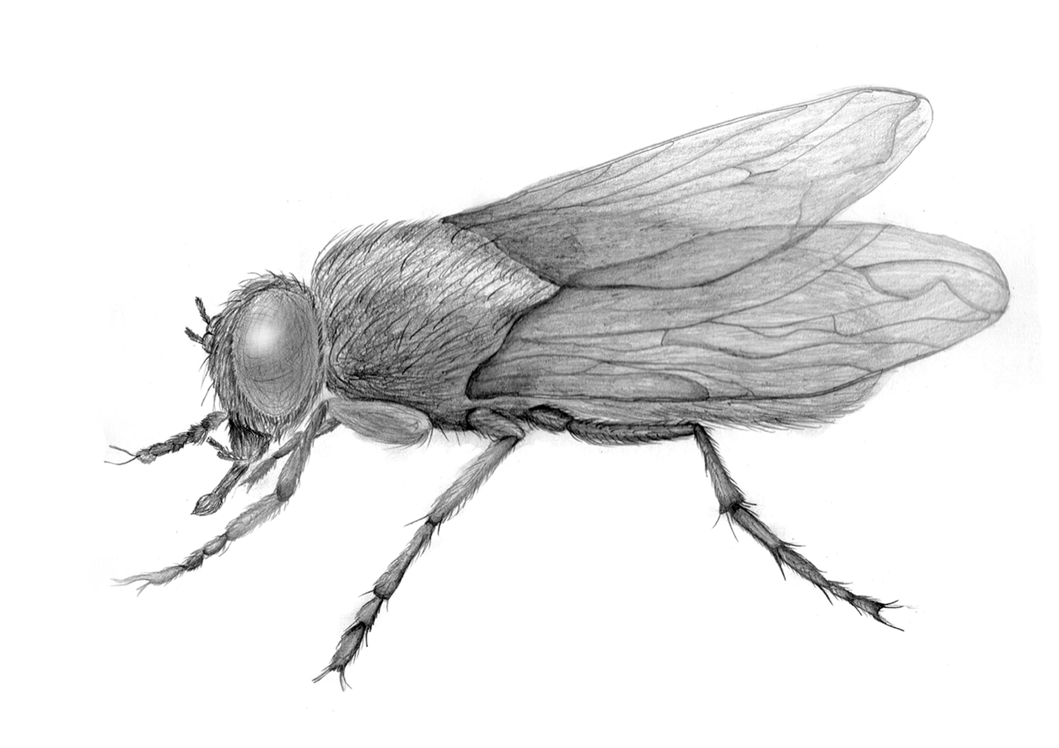 pencil drawing of a fly insect sketch.