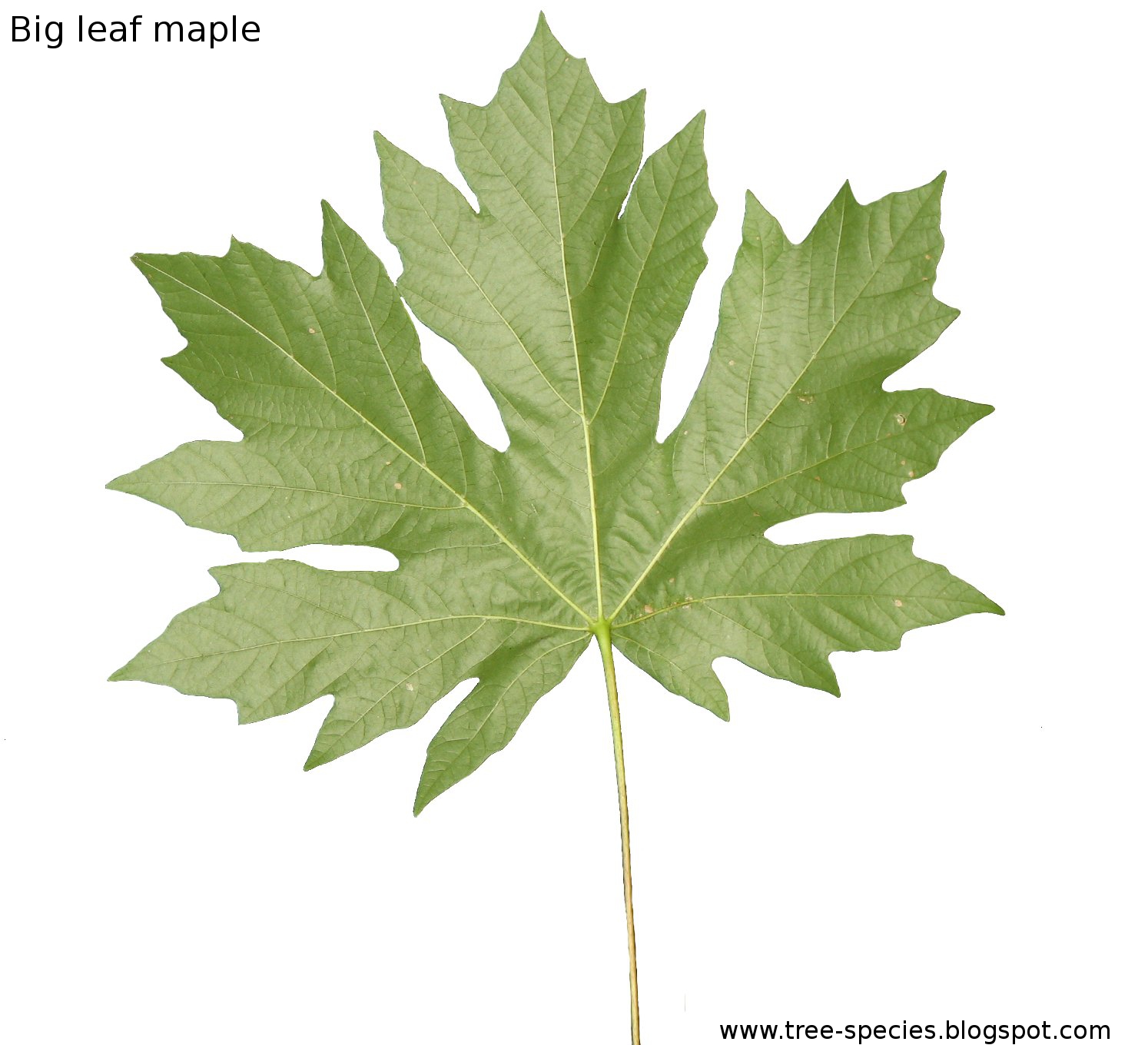 big leaf maple clip art