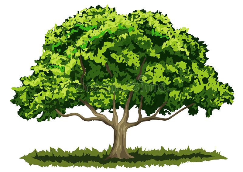 big oak tree clip art 20 free Cliparts | Download images on Clipground 2022