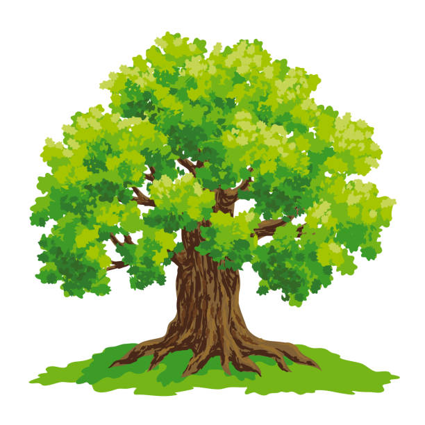 big-oak-tree-clip-art-20-free-cliparts-download-images-on-clipground-2023