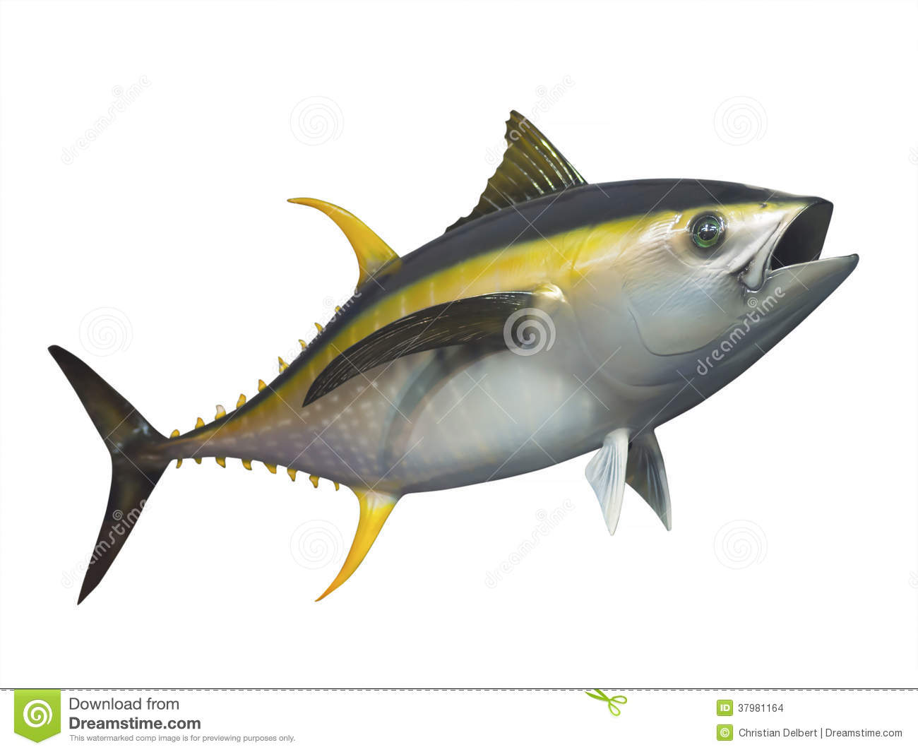 Bigeye tuna clipart 20 free Cliparts | Download images on Clipground 2023