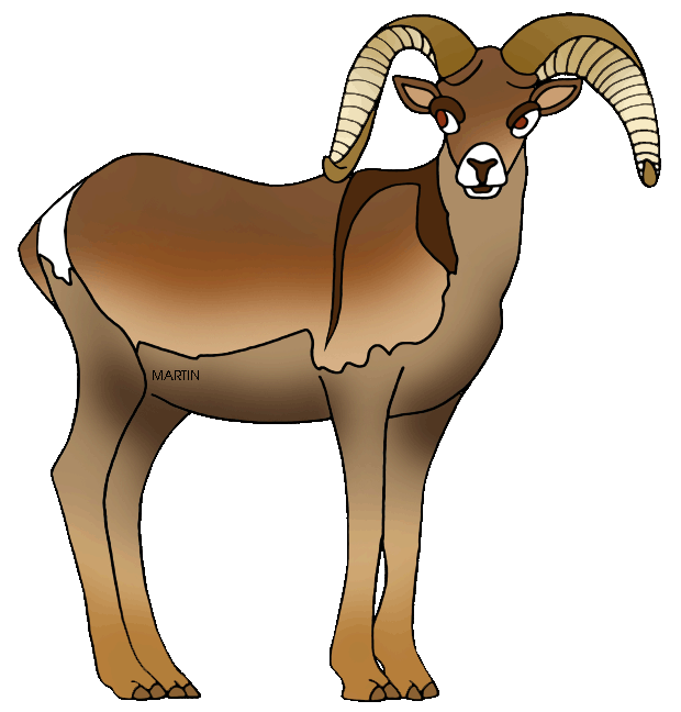 Big horn sheep clipart.