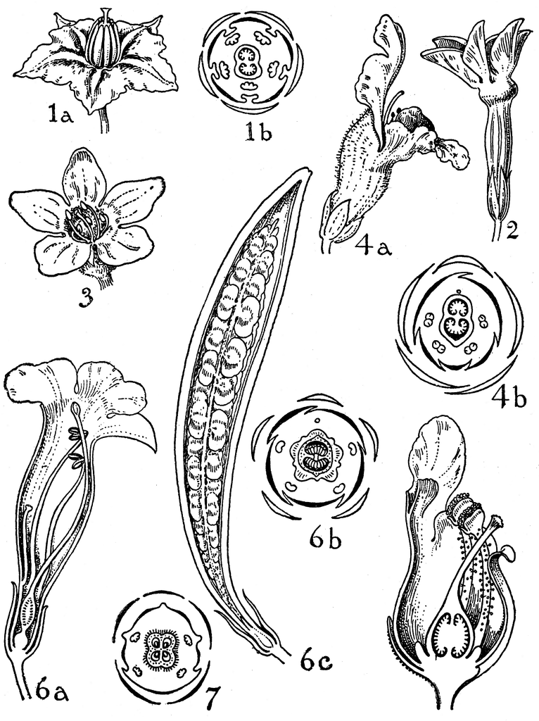 Orders of Solanaceae, Scrophylariaceae, Bignoniaceae, and.