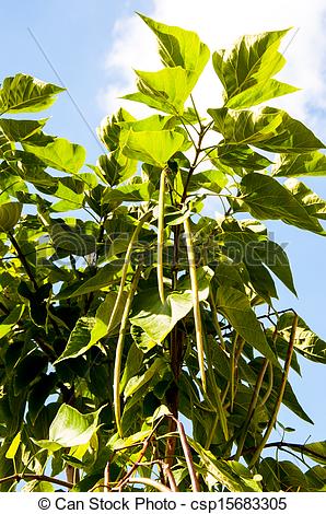 Stock Photography of Catalpa genus of plants in the family.