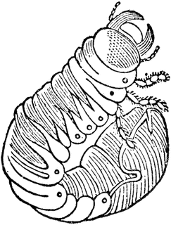 Cockchafer Larva.