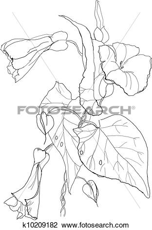 Clipart of Bindweed flowers k10209182.