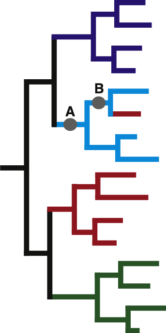 e Schematic phylogenetic tree showing the best possible.