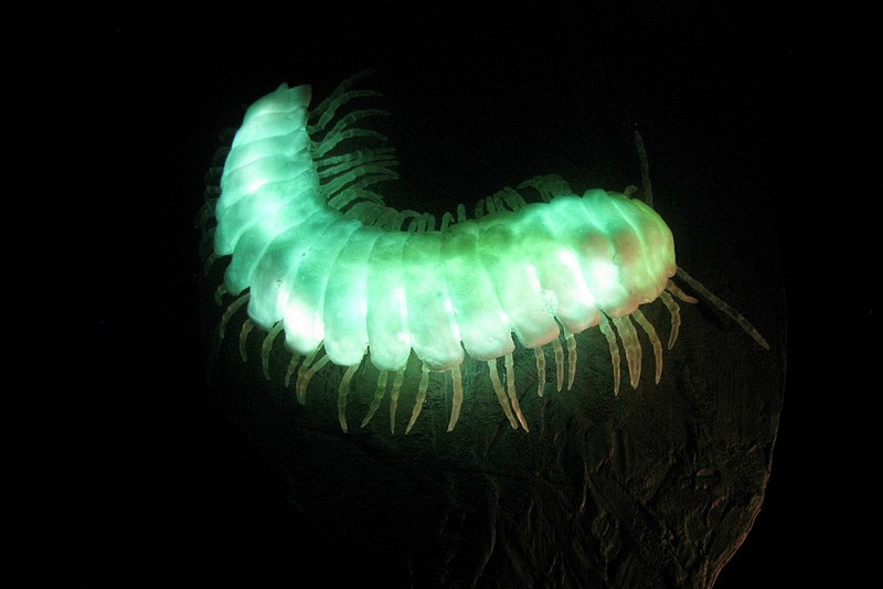 10 Awesome Land Creatures That Can Glow.
