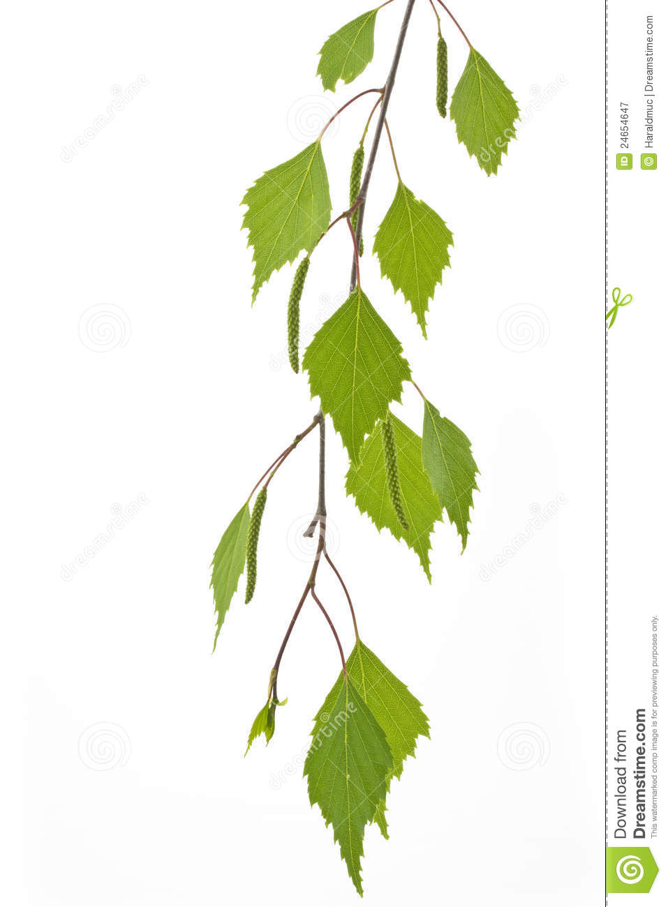 Birch leaf clipart.