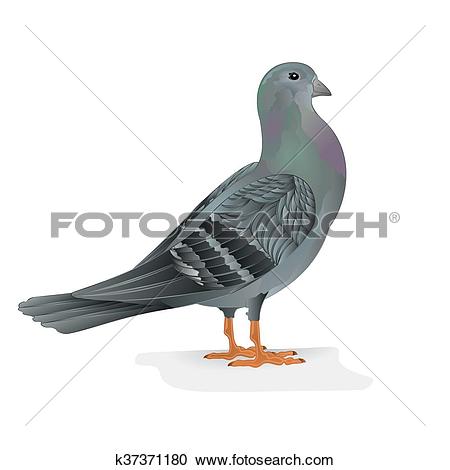 Clipart of Pigeon breeding bird vector.eps k37371180.