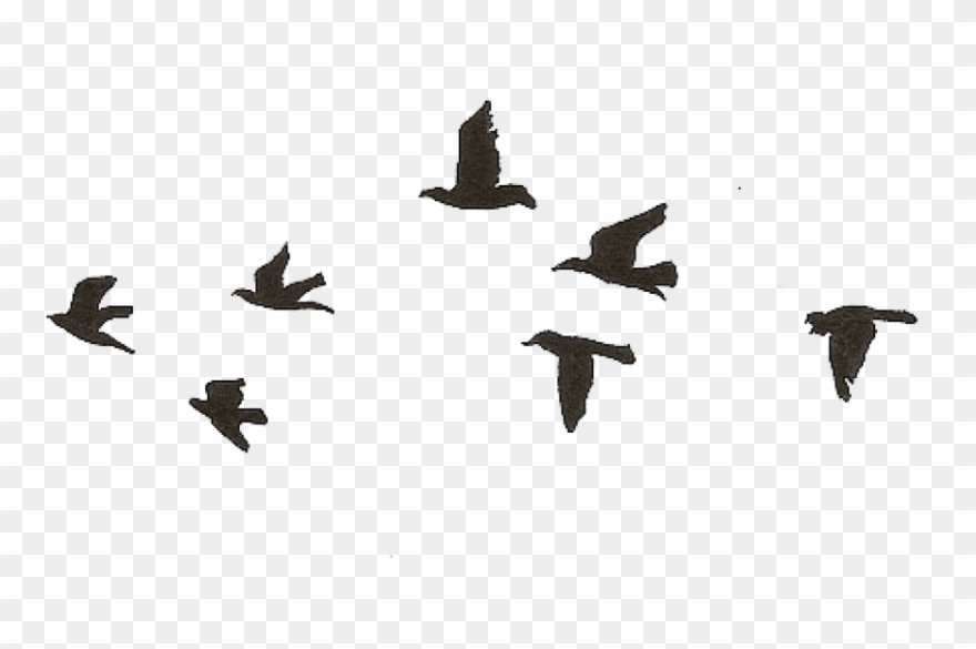 Free Png Download Flying Birds Gif Transparent Png.