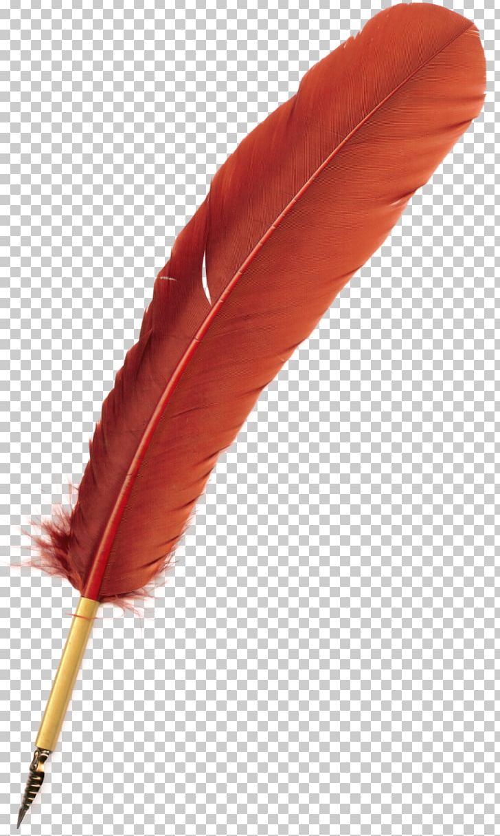 Bird Feather Quill Pen PNG, Clipart, Animals, Bird, Feather, Flight.