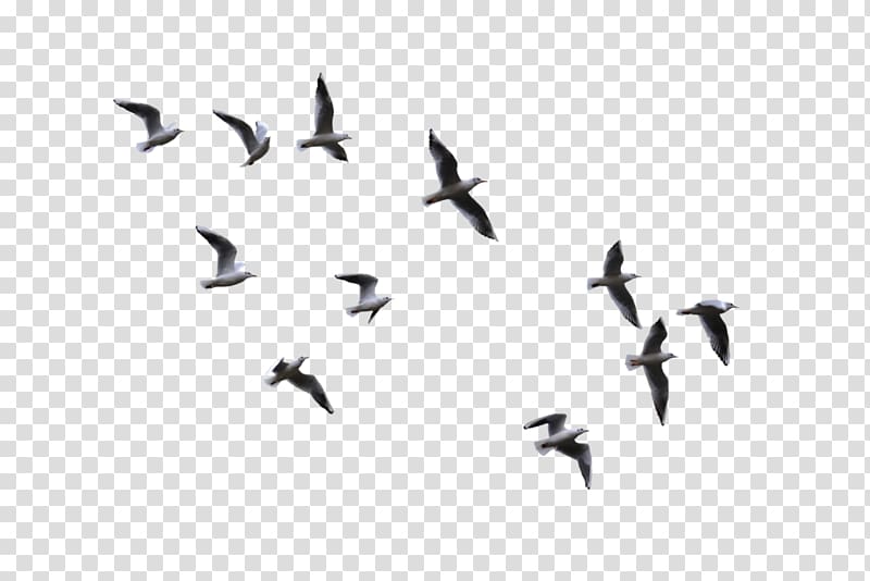 Bird Flight Gulls, flying bird, low angle view of flying birds.