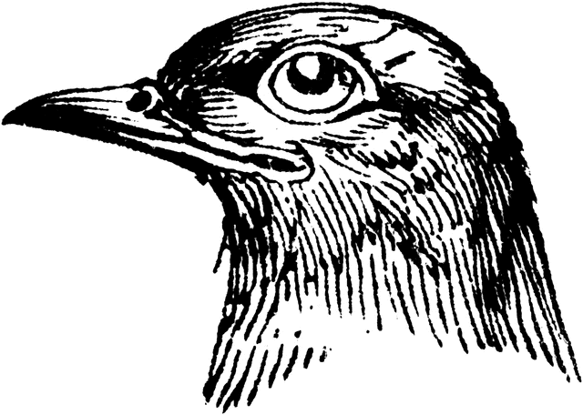 Cuckoo Bird Head Clipart.