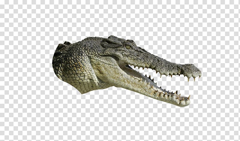 Crocodiles Tyrannosaurus, alligator transparent background.