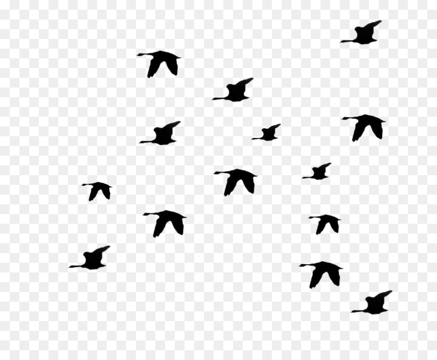 Bird Silhouette clipart.