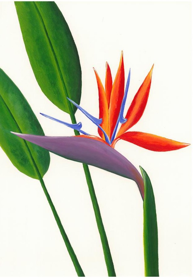 Clipart Drawing Images Of Bird Of Paradise.