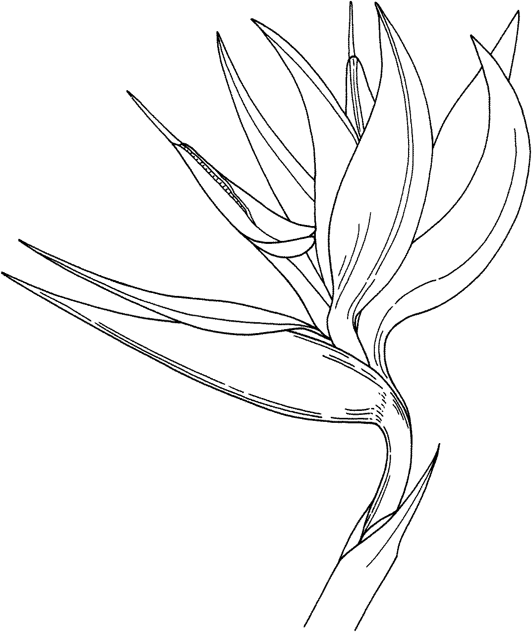 Bird of Paradise Flower Coloring Online.
