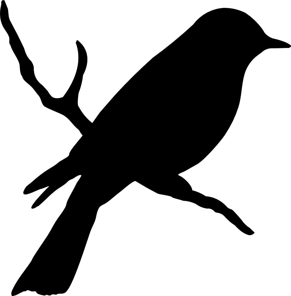Bird on a branch #birds #silhouette.