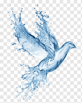 Water Bird cutout PNG & clipart images.