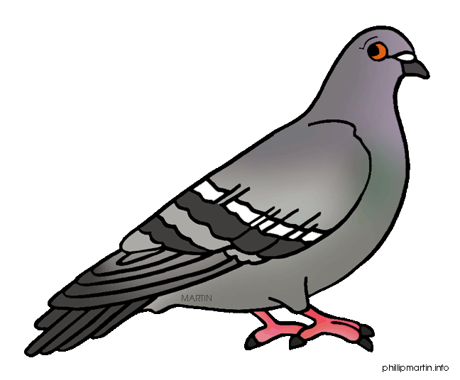 pigeon pidgin
