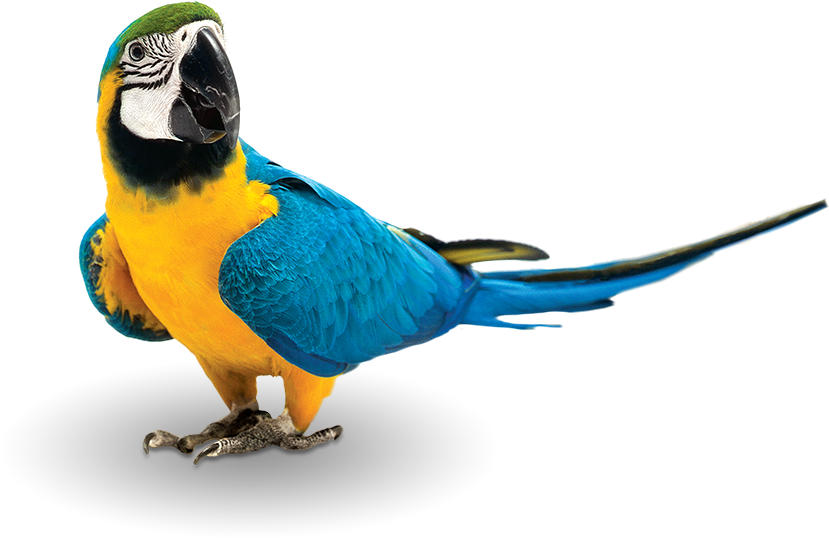 bird png photo 20 free Cliparts  Download images on Clipground 2022