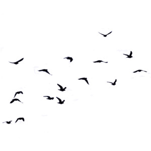 Flock of birds drawing.