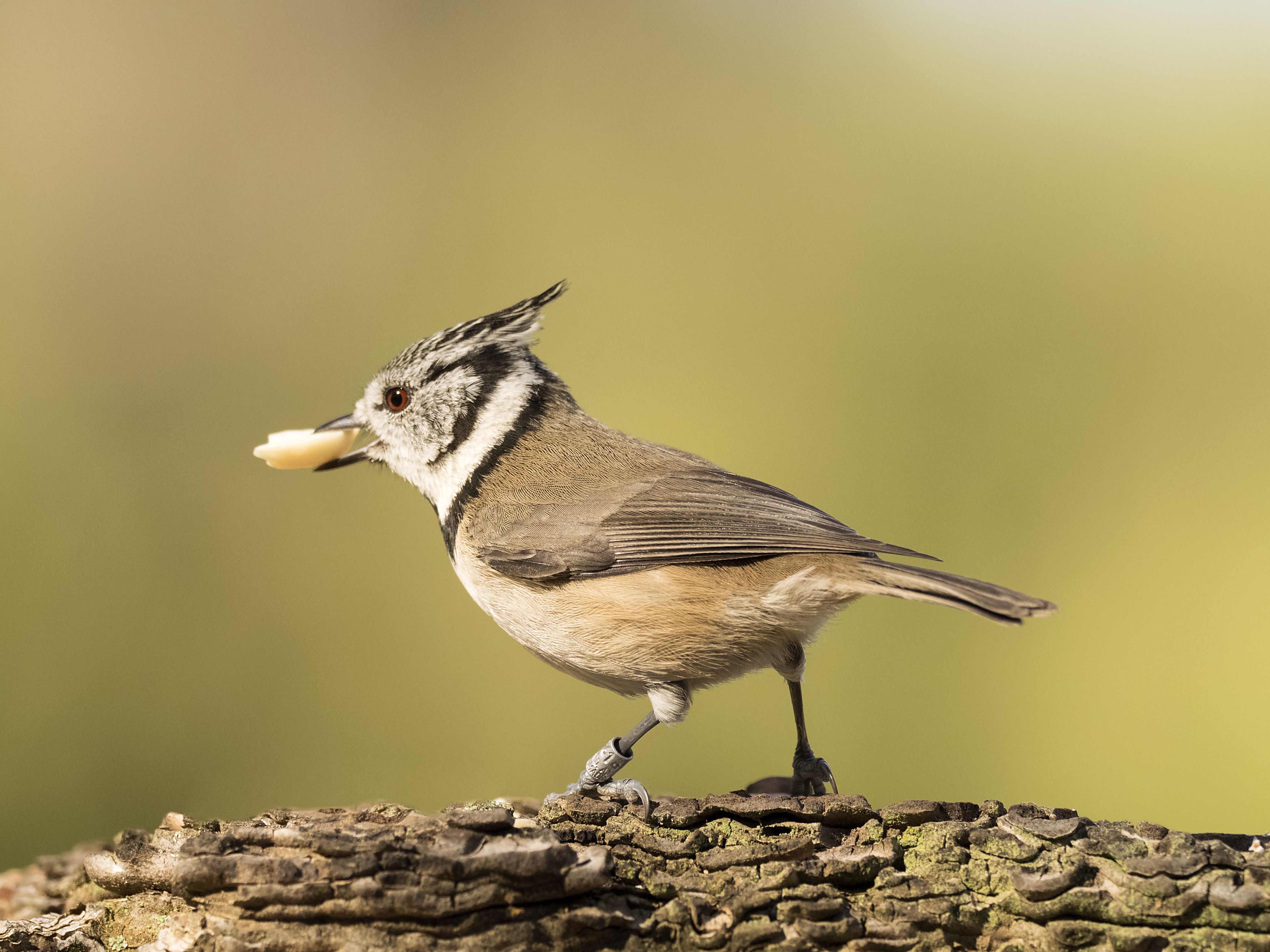 What Kitchen Scraps Can Birds Eat?.