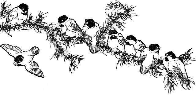 8 Birds On A Tree Branch.