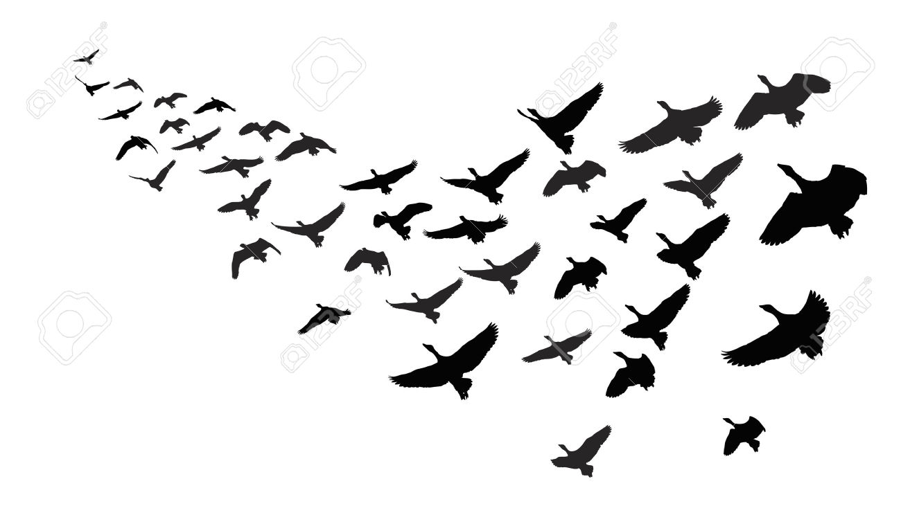 Migrating birds clipart.