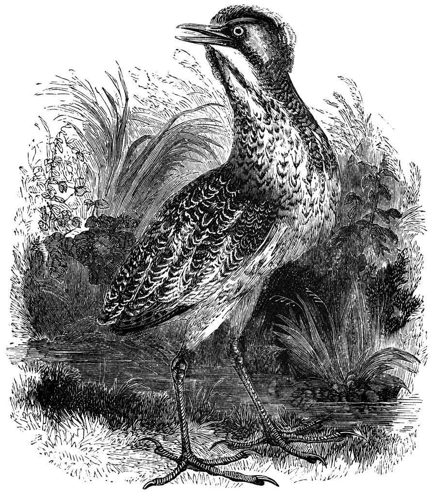 Common Bittern.