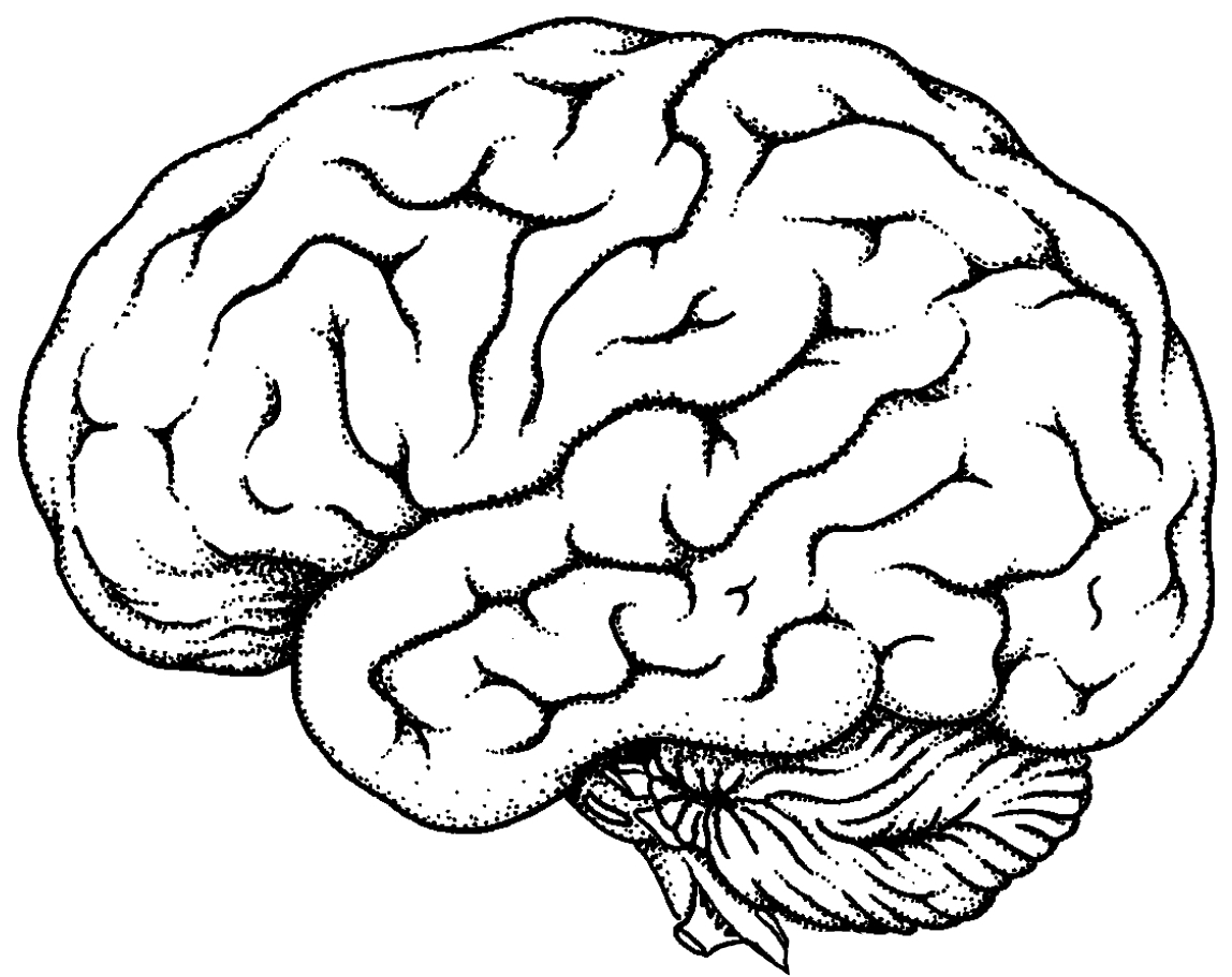 Free Brain Clipart Black and White Image.