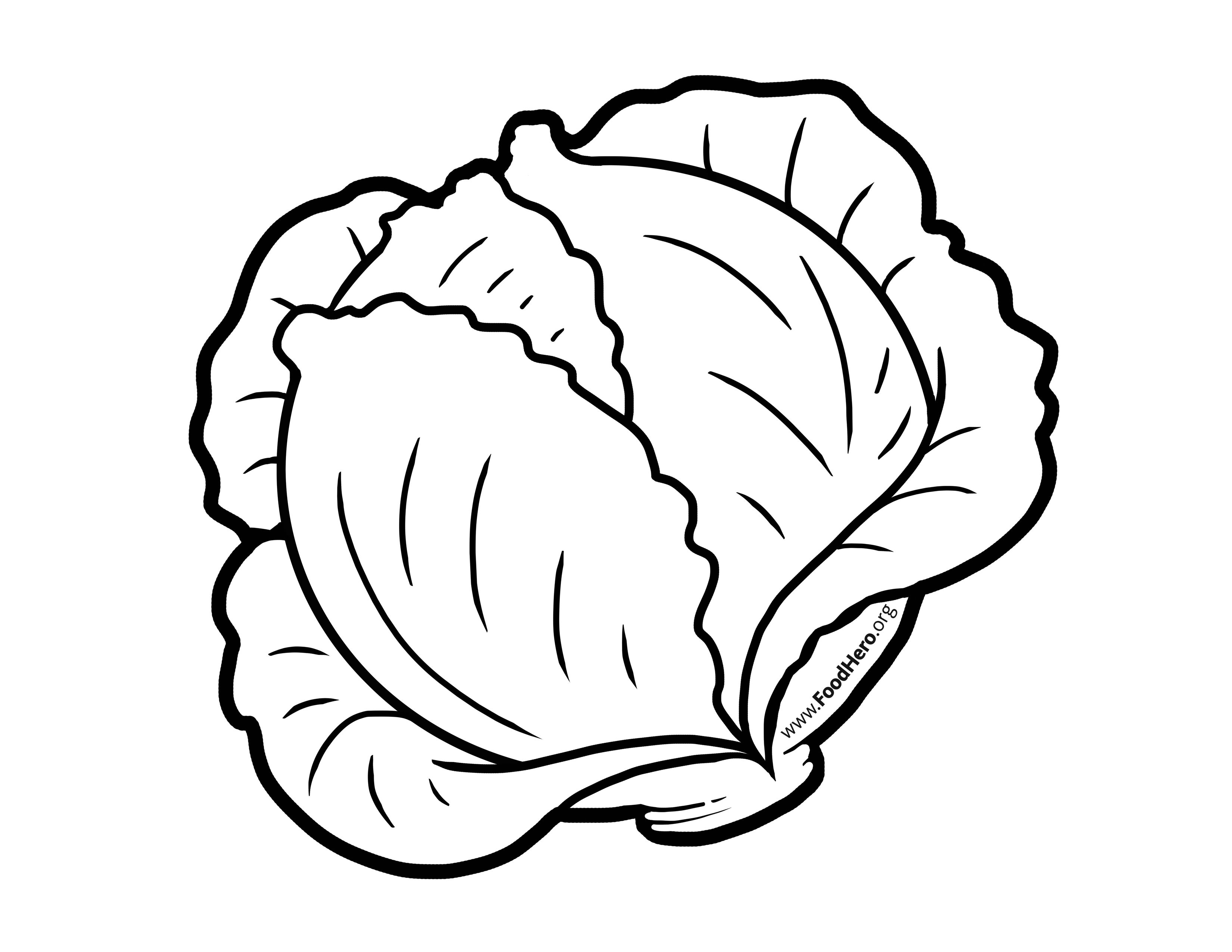 Great How To Draw Cabbage of the decade Check it out now 