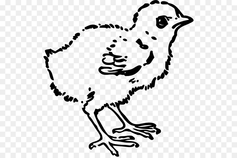 Bird Line Drawing png download.