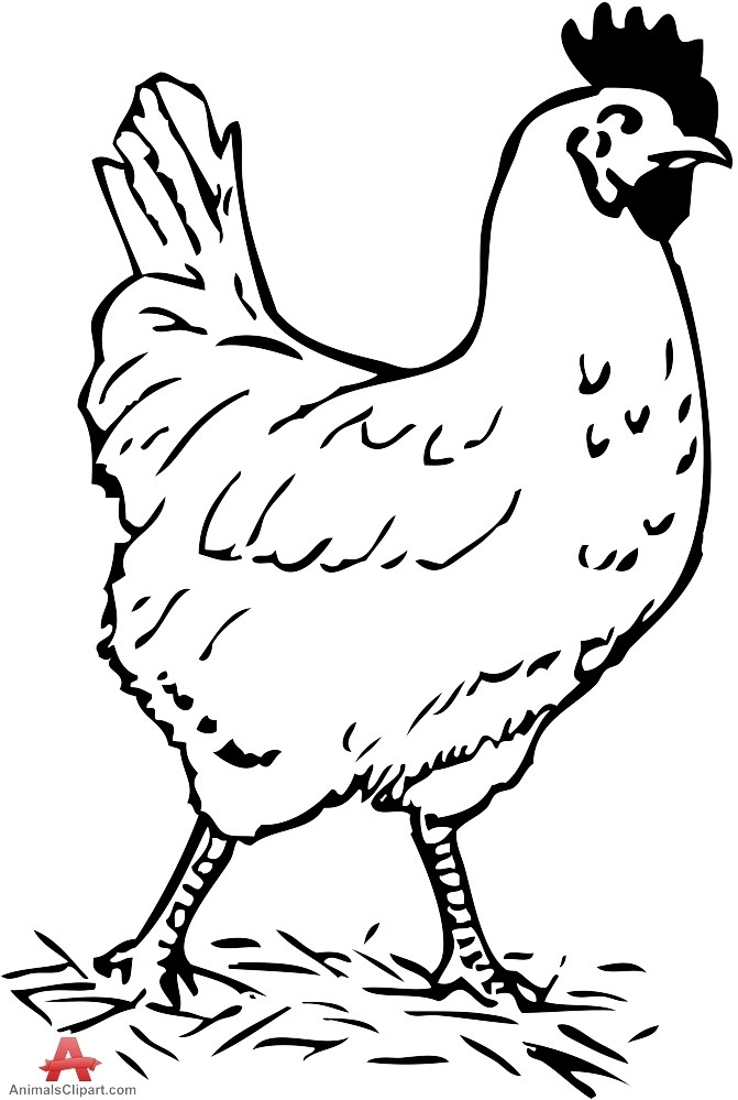 Chicken Cartoon Black And White - David Herbert's one-pot braised