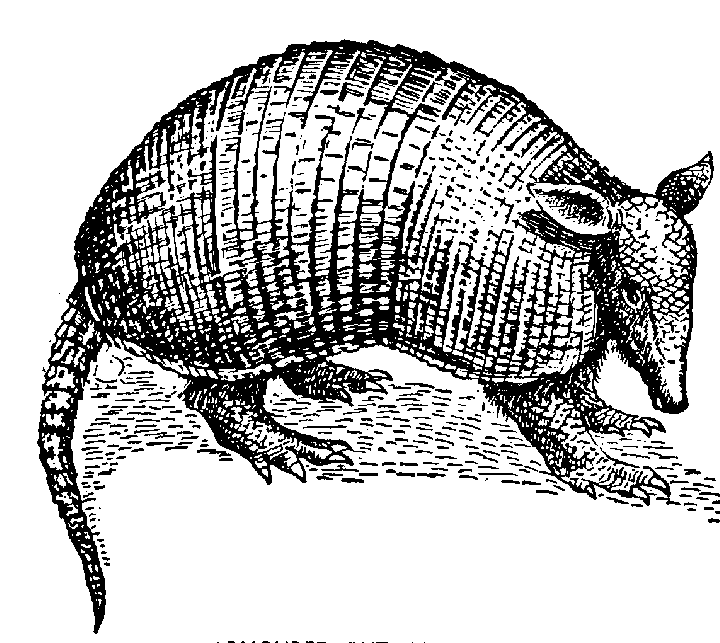 57 Armadillo free clipart.