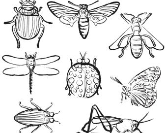 Black And White Clipart Of Insects.