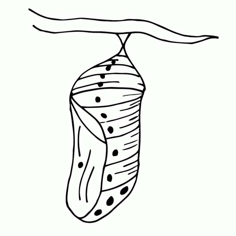 BLACK AND WHITE CLIPART CHRYSALIS 54px Image 9