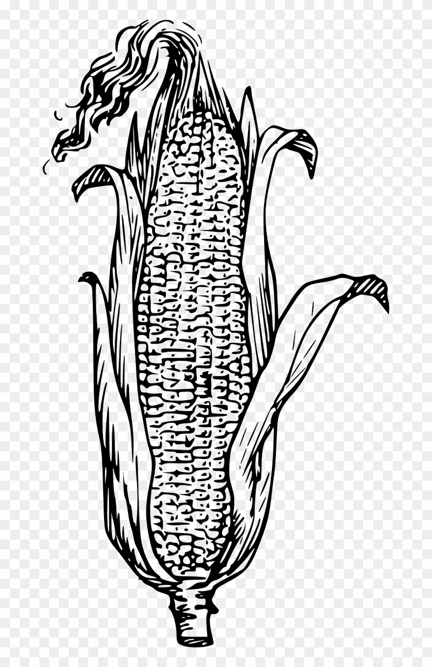 Corn Clipart Black And White.