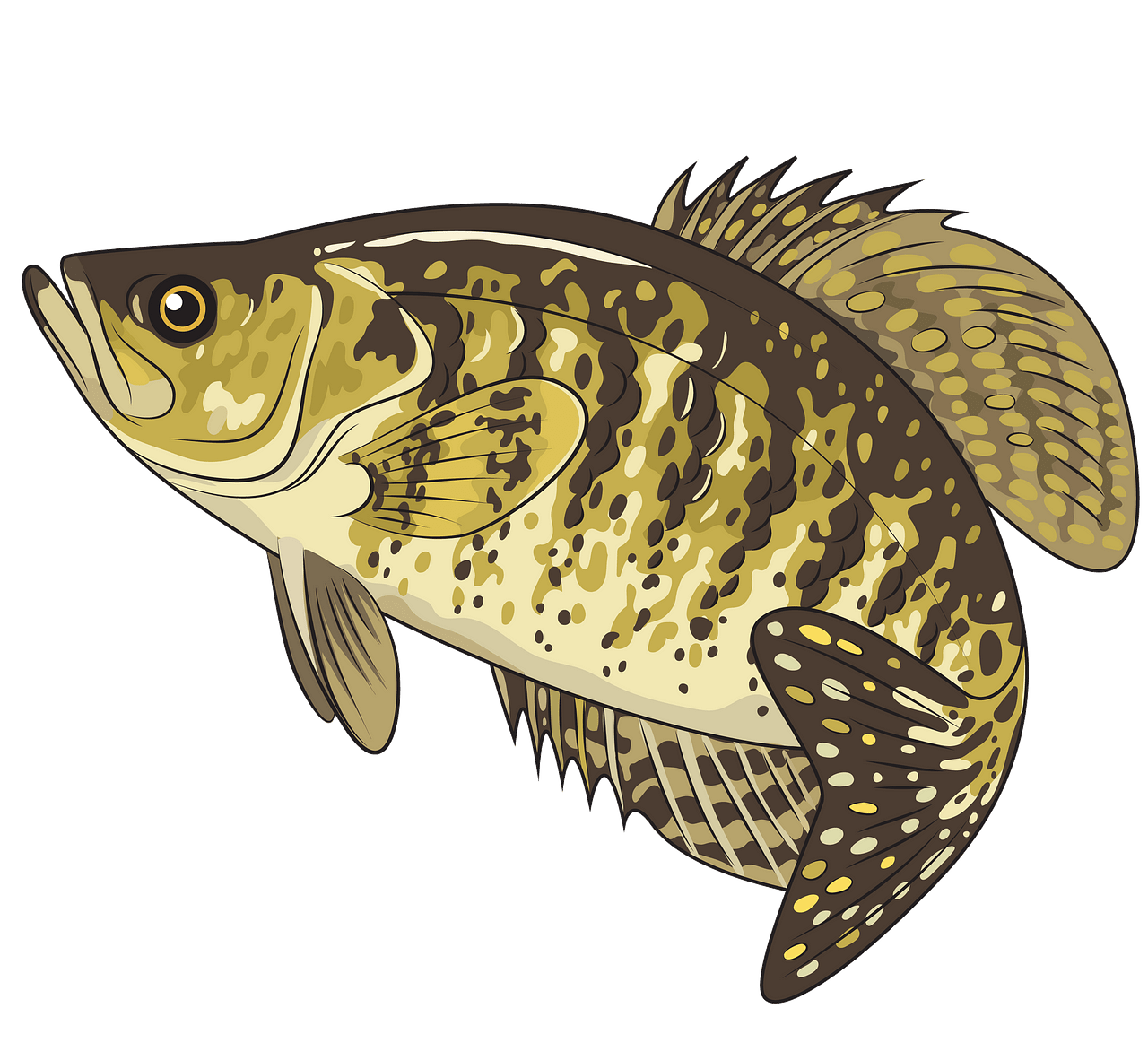 Download black and white clipart crappie 10 free Cliparts | Download images on Clipground 2021