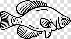 Crappie transparent background PNG cliparts free download.