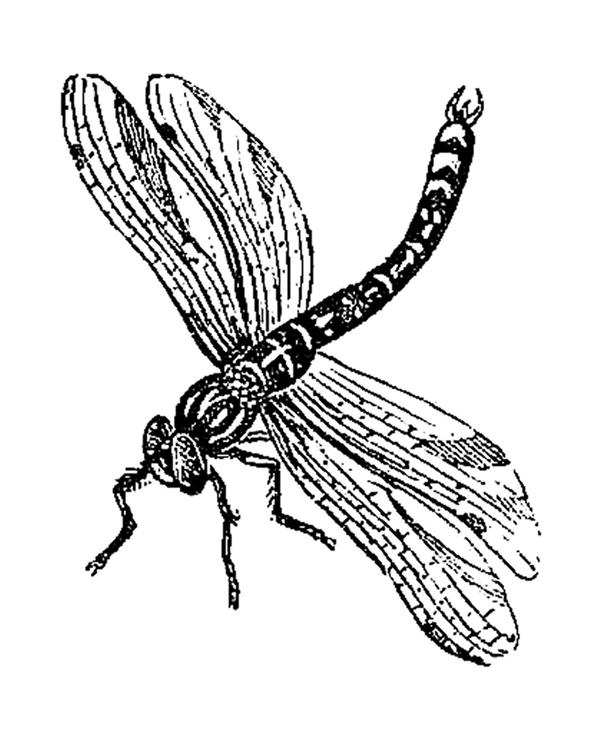 Free Black Dragonfly Cliparts, Download Free Clip Art, Free.