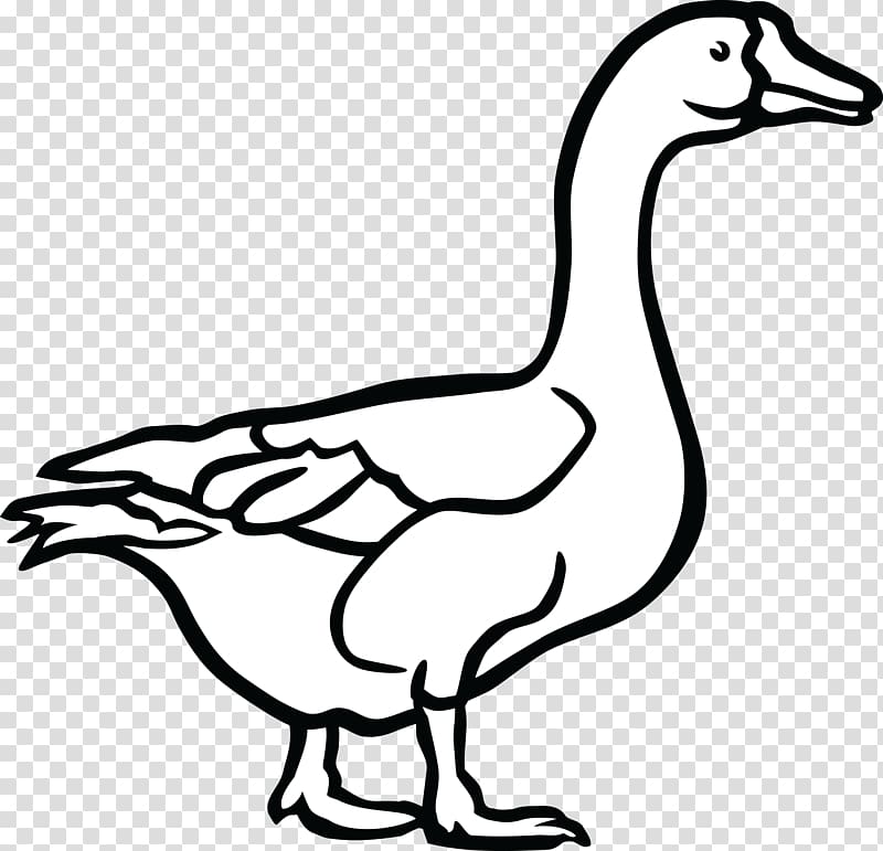 Canada Goose Duck Black and white , goose transparent.