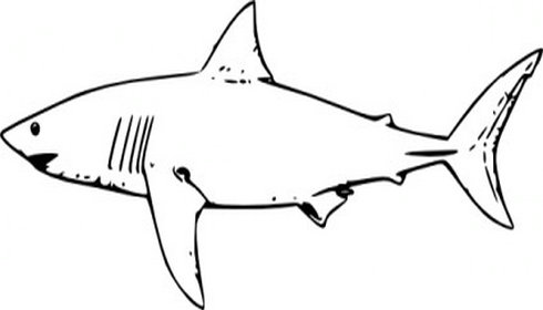 Shark Fin Clipart Black And White.