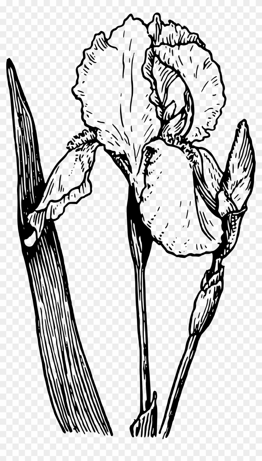 black and white iris clipart 10 free Cliparts | Download images on